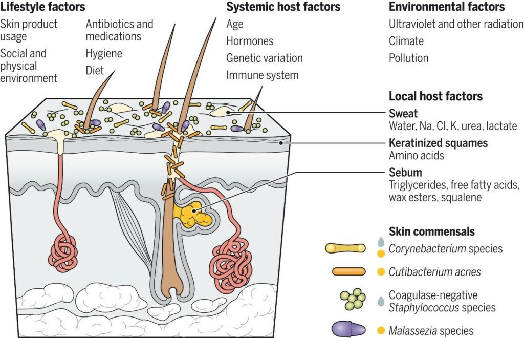Factors that influence the microbial colonization of skin